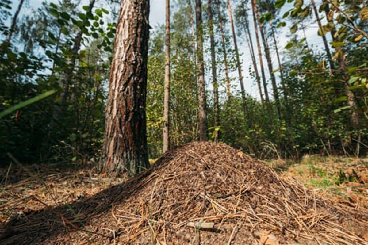 Fresh pine straw spread along a wooded property edge in North Georgia