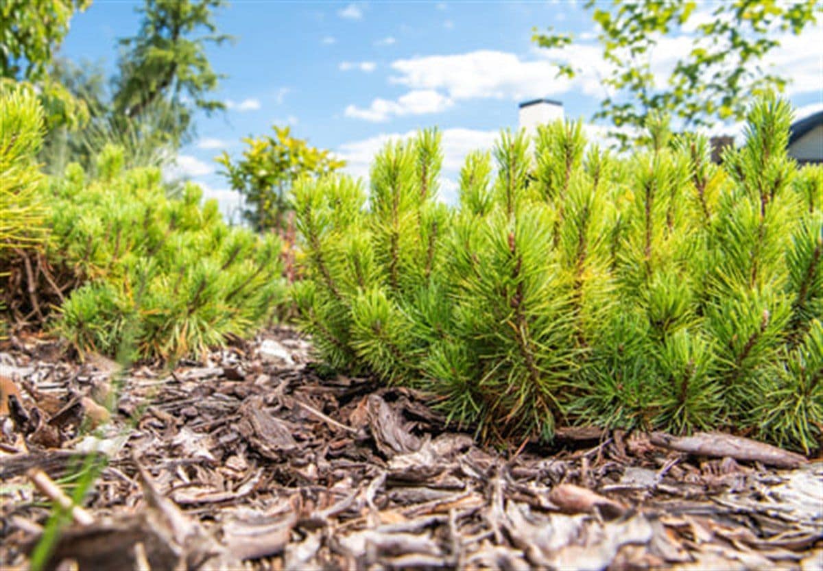 Freshly mulched planting bed with evergreen shrubs under a clear blue sky